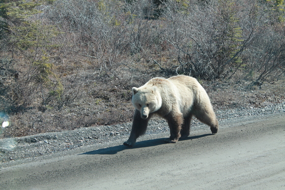Denali
