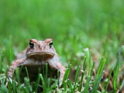 Toad