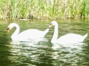 2 Swans at Quinte Conservation