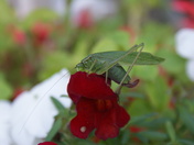 Fork-tailed Bush Katydid