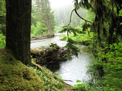 Olympic National Park