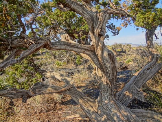 Valley of Fires Recreation Area
