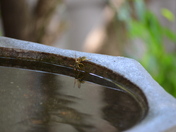 2 wasps don't make a right