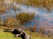 Everglades