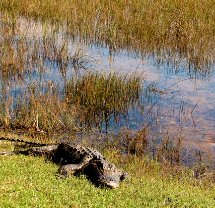 Everglades