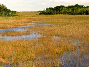 Everglades