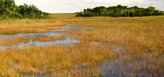 Everglades