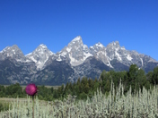 Grand Tetons