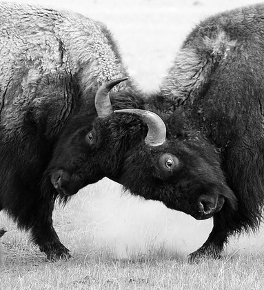 Yellowstone National Park