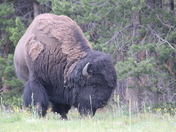 Yellowstone 