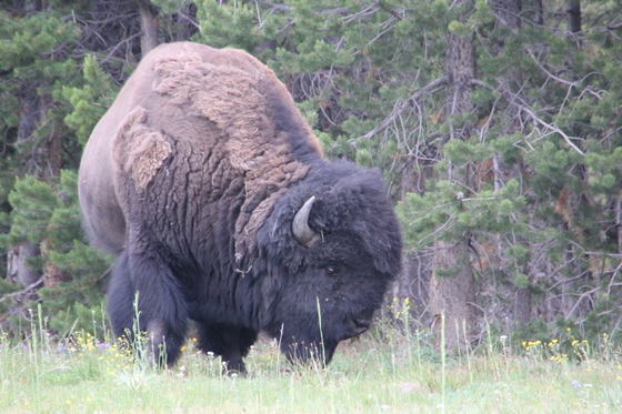 Yellowstone 
