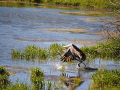 Shoshone Basin