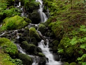 Mt. Rainier National Park
