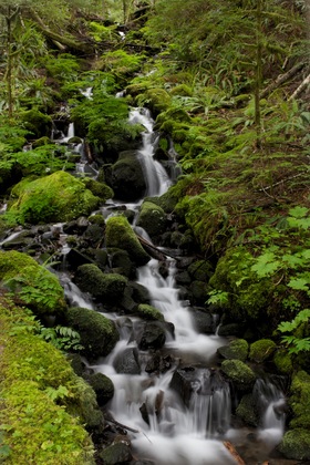 Mt. Rainier National Park