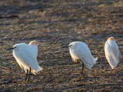 Bosque del Apache National Wildlife Refuge