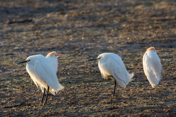Bosque del Apache National Wildlife Refuge