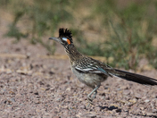 Bosque del Apache National Wildlife Refuge