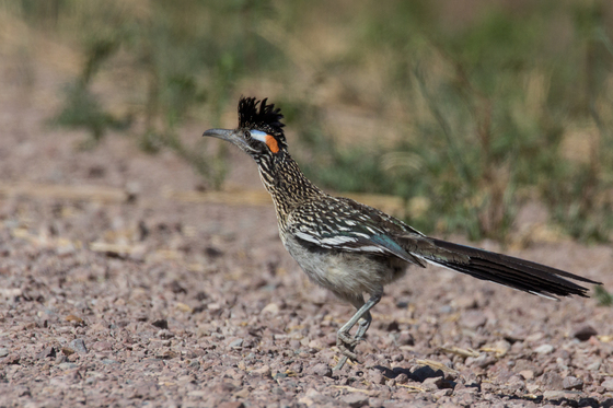Bosque del Apache National Wildlife Refuge