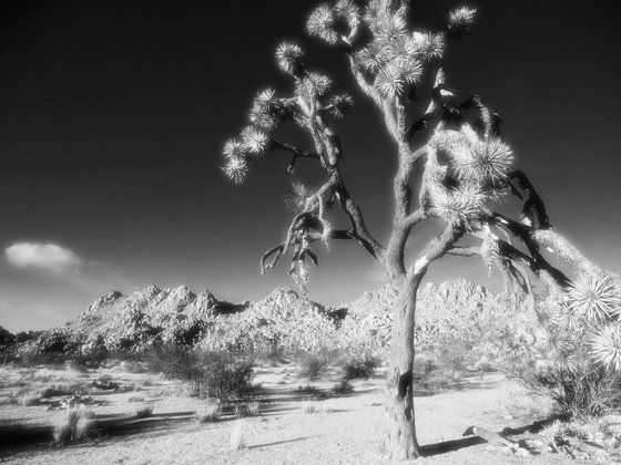 BLM land in Joshua Tree
