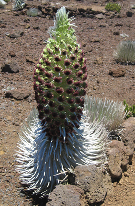 HaleakalÄ National Park