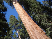 Sequoia National Forest