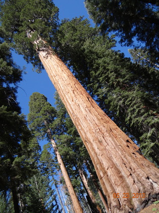Sequoia National Forest