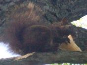 Squirrel Eating an Ice Cream Cone