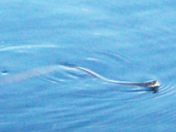 Watersnake on the bay of Quinte
