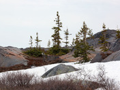 Spring in the tundra