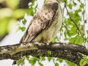 Perched Hawk