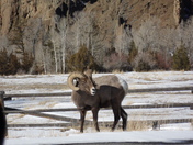 SHOSHONE NATIONAL FOREST