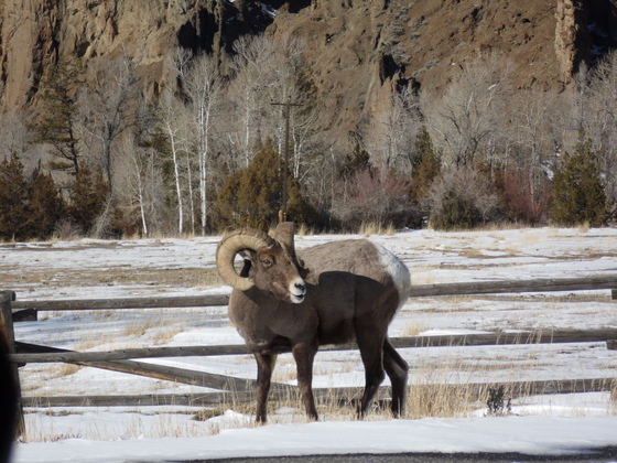 SHOSHONE NATIONAL FOREST