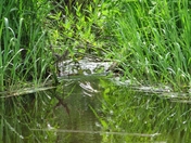 Green Landscape and Water