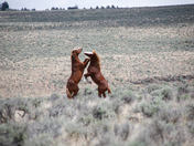 Wild horses doing what wild horses do.