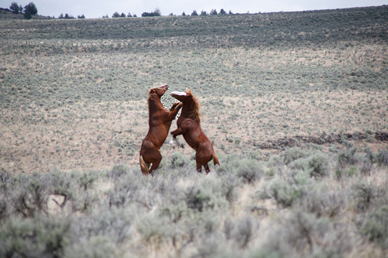 Wild horses doing what wild horses do.