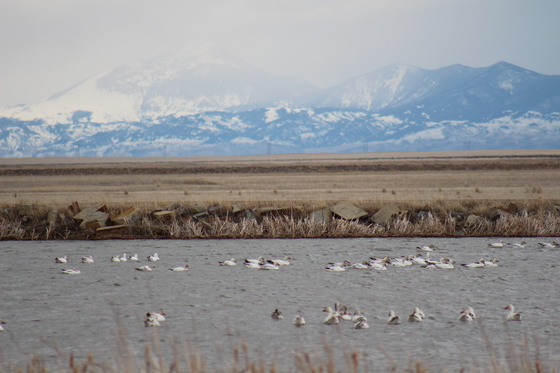 Benton Lake Federal Wildlife Refuge