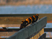 Benton Lake Wildlife Refuge