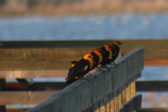 Benton Lake Wildlife Refuge