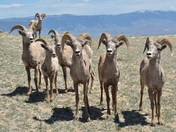 Bighorn Canyon National Recreation Area