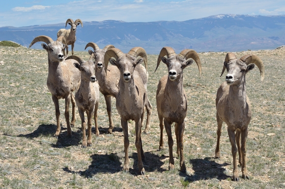 Bighorn Canyon National Recreation Area