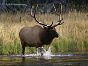 Yellowstone