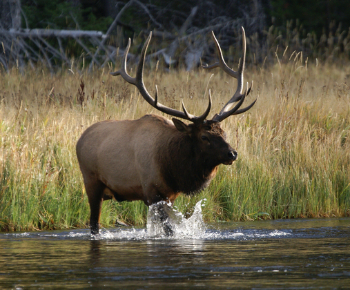 Yellowstone