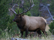 Yellowstone