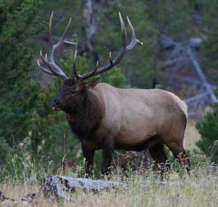 Yellowstone