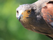 Harris Hawk