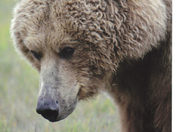 Katmai National Park