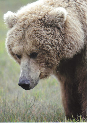 Katmai National Park