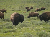 Yellowstone National Park