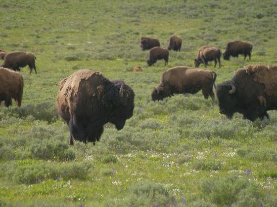 Yellowstone National Park