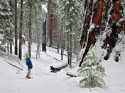 Kings Canyon Nationa Park